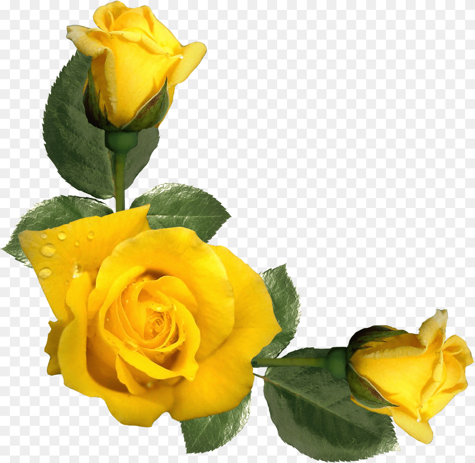 Yellow Rose Border Clipart, Flower, Plant, Petal Free Transparent Png