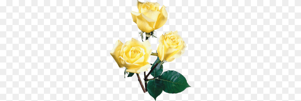 Yellow Rose Bouquet Clipart, Flower, Plant Free Png Download