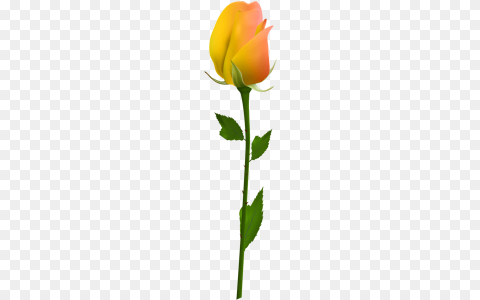 Yellow Rose Clip Art Flowers Yellow Roses, Flower, Plant, Bud, Sprout Free Png