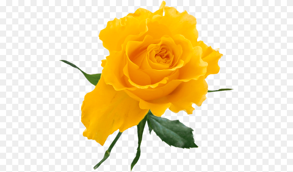 Yellow Rose Clip Art Yellow Rose Flower, Plant, Petal Free Png Download