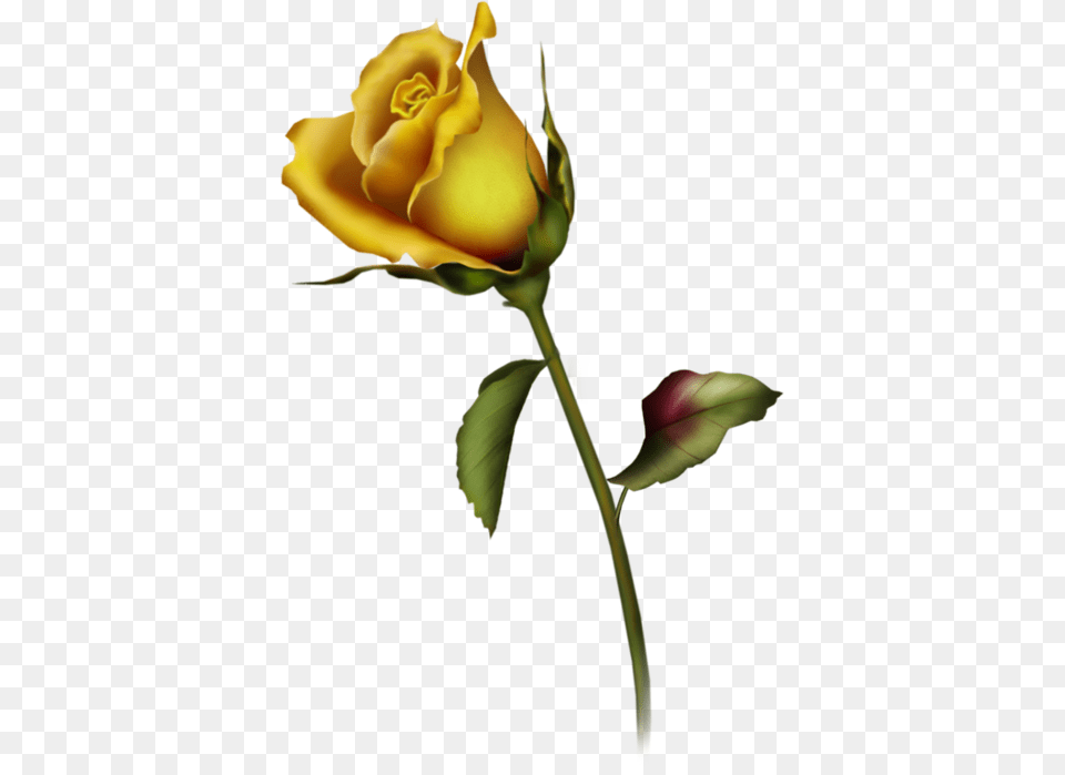 Yellow Rose Clipart, Flower, Plant Png Image
