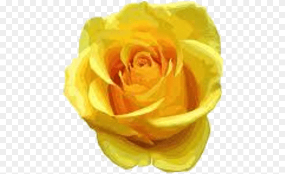 Yellow Rose Clipart One Single Yellow Rose Flowers, Flower, Petal, Plant, Clothing Png Image