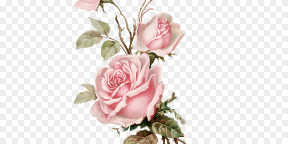 Yellow Rose Clipart Pastel Color Flower Old Rose, Plant, Petal, Flower Arrangement, Art Free Png Download