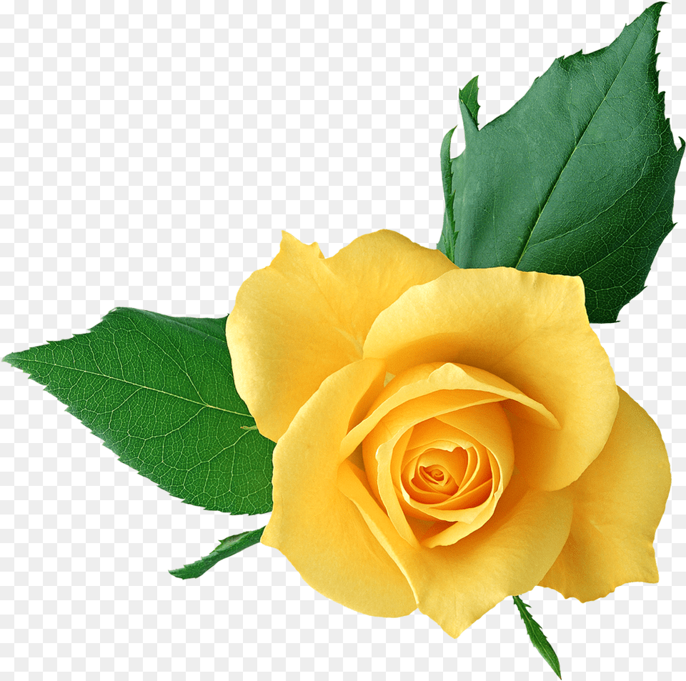 Yellow Rose Clipart Picture Freeuse Yellow Rose Format Flower Background, Plant, Leaf, Petal Png Image