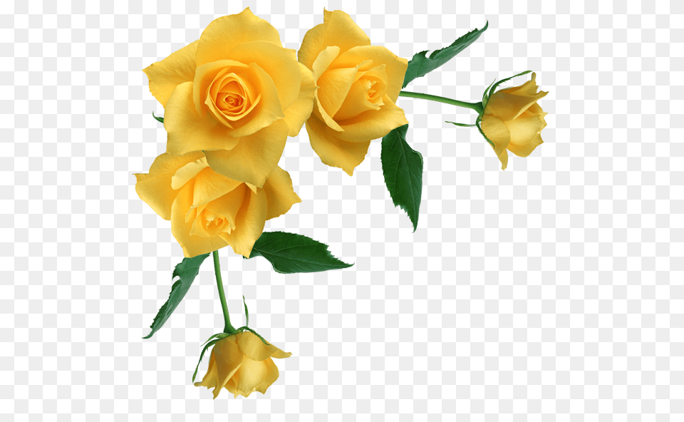 Yellow Rose Clipart Stem Drawing, Flower, Plant, Petal Free Png