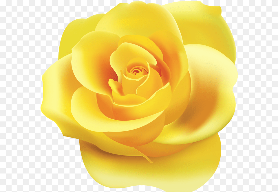 Yellow Rose Clipart Yellow Color Rose Flower Clip Art, Plant, Petal Free Transparent Png