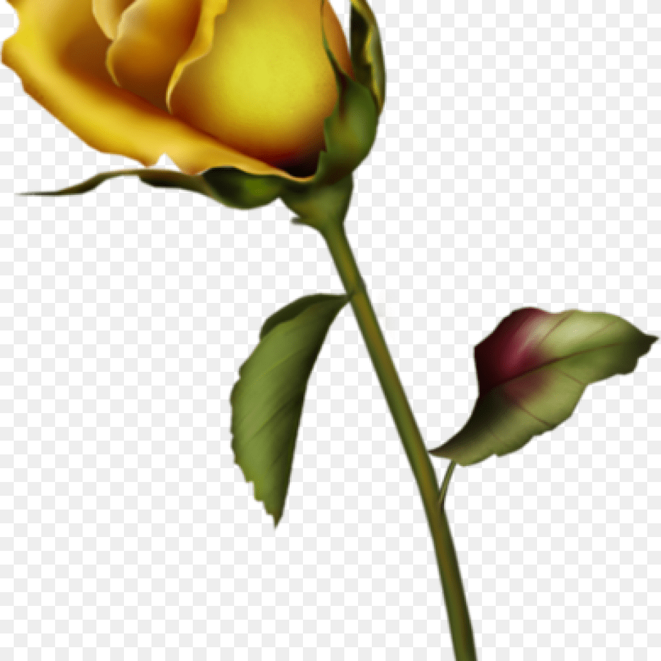 Yellow Rose Clipart Yellow Rose Bud Clip Art Gallery Single Yellow Rose Vector, Flower, Plant, Sprout, Pear Free Png Download