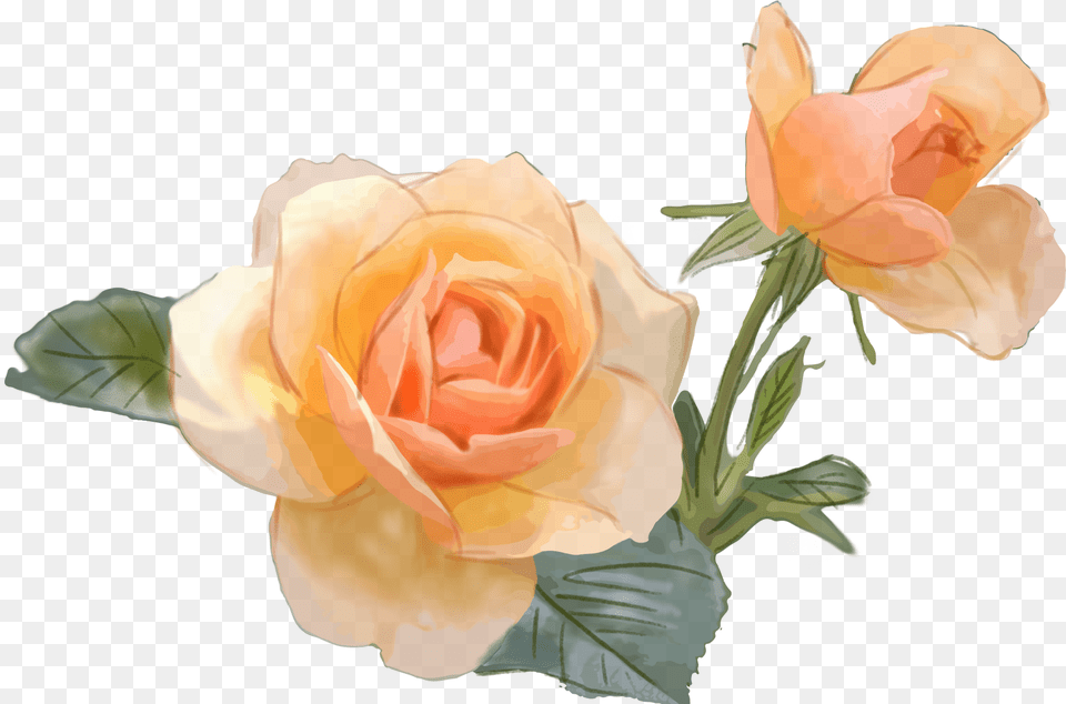 Yellow Rose Flower Commercial And Psd Garden Roses, Plant, Flower Arrangement, Flower Bouquet Png Image