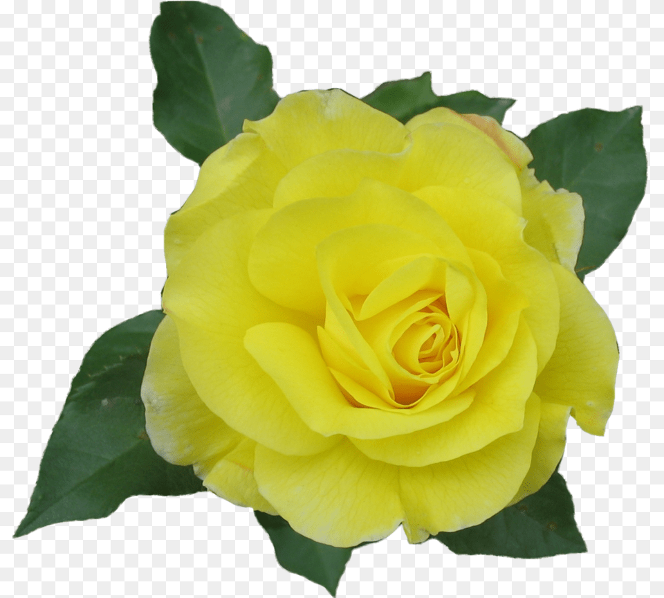 Yellow Rose Flower Images Single Yellow Rose, Plant, Petal Free Png