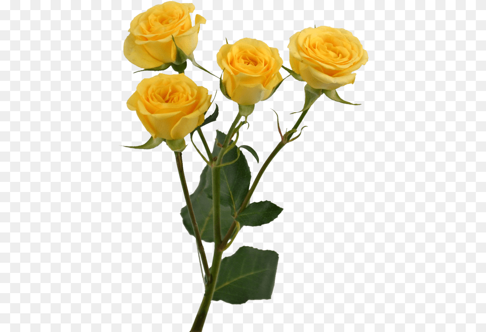Yellow Rose Flower Images Yellow Yellow Flower Aesthetic, Plant, Flower Arrangement Png
