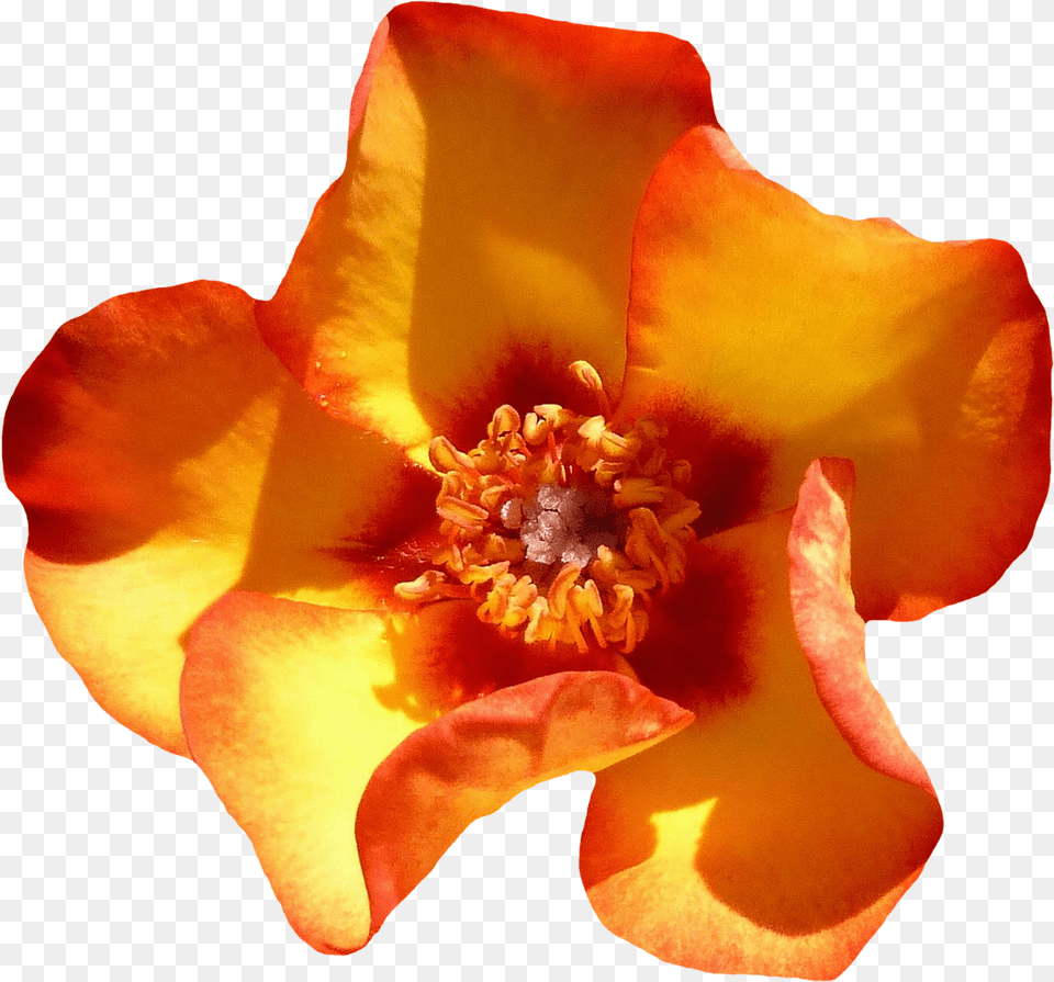 Yellow Rose Flower Top View Image Rose, Petal, Plant, Pollen, Geranium Free Transparent Png