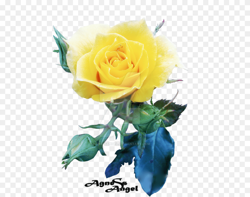 Yellow Rose Flower Images Garden Roses, Plant Free Transparent Png