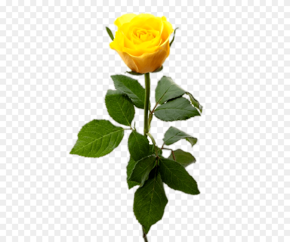 Yellow Rose Flower Yellow Rose Image Download, Plant Png