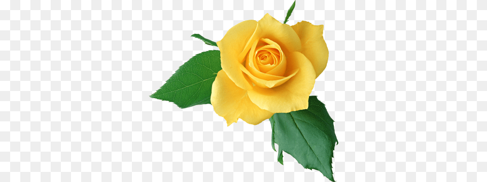 Yellow Rose Flowers, Flower, Plant, Petal Png