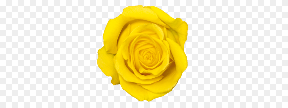 Yellow Rose Flowers, Flower, Plant, Petal Png
