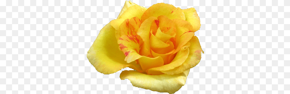 Yellow Rose Flowers Pic Good Evening Pic With Yellow Rose, Flower, Petal, Plant Free Png Download