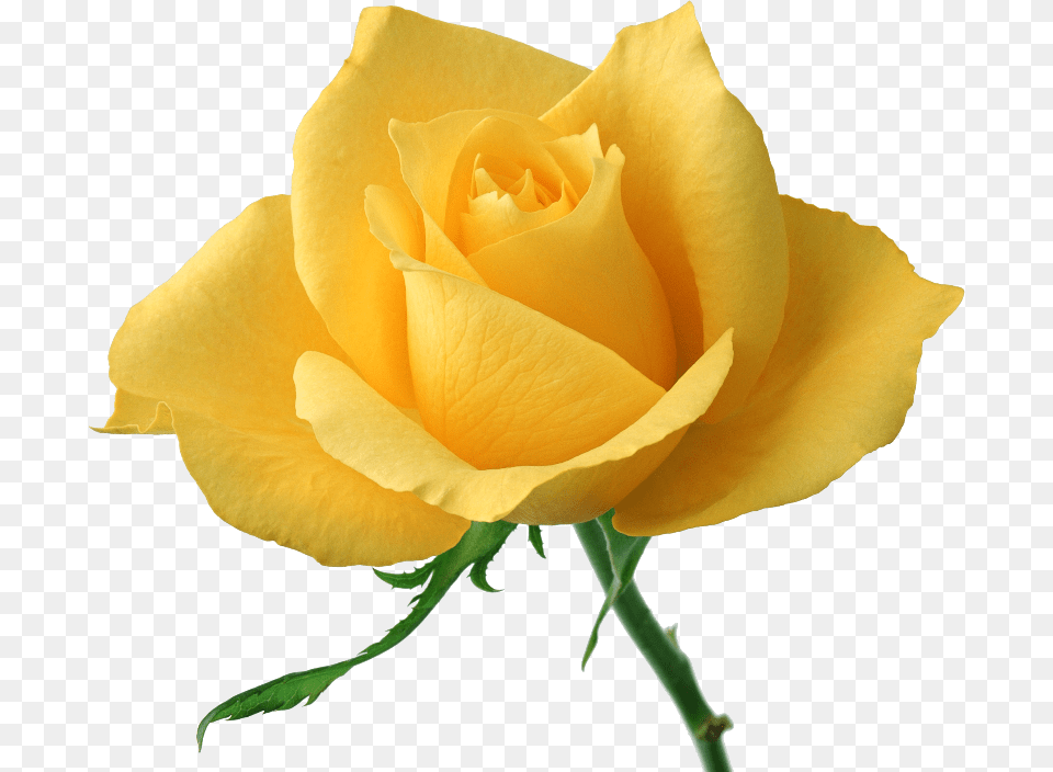 Yellow Rose High Definition, Flower, Plant Png Image