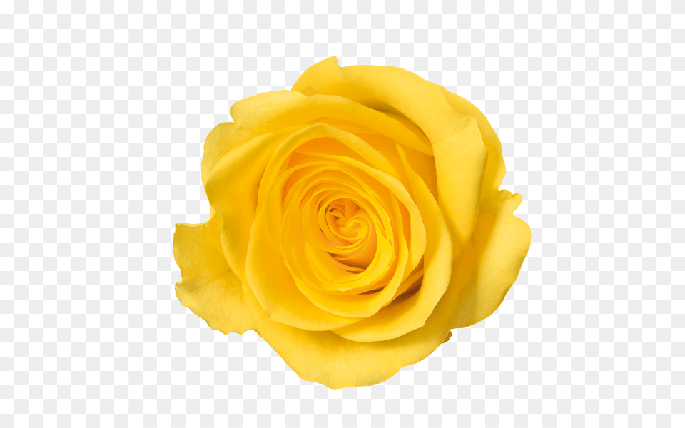 Yellow Rose Image, Flower, Plant, Petal Free Png