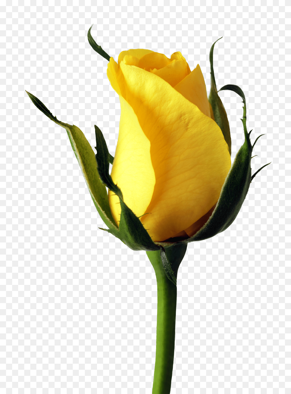 Yellow Rose Image, Flower, Plant Free Png