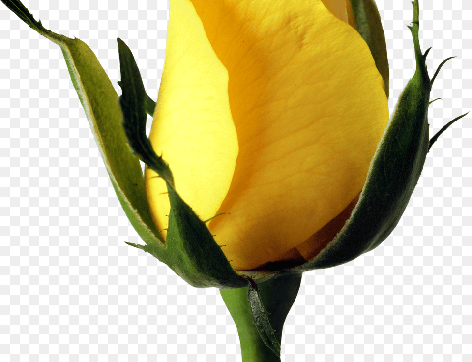 Yellow Rose Image Purepng Cc0 Background Rose Flower Clipart Images Yellow, Bud, Plant, Sprout, Petal Free Transparent Png