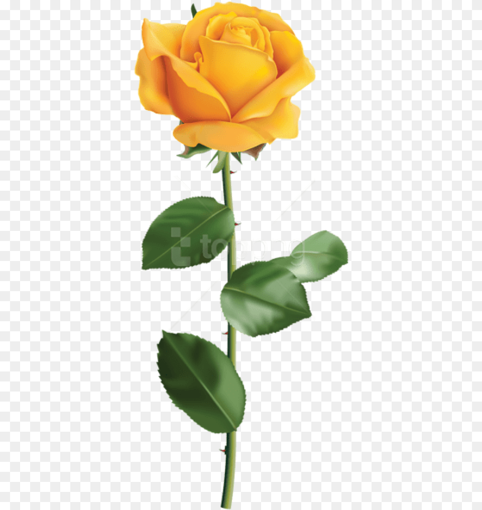 Yellow Rose Images Yellow Rose Background, Flower, Plant Free Png