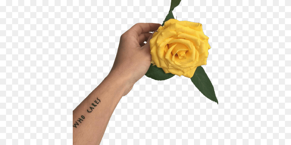 Yellow Rose In Hand, Body Part, Plant, Wrist, Person Png Image