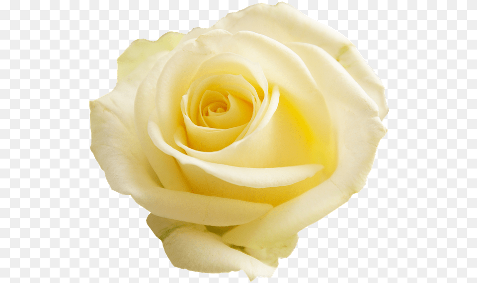 Yellow Rose No Background, Flower, Plant, Petal Free Png