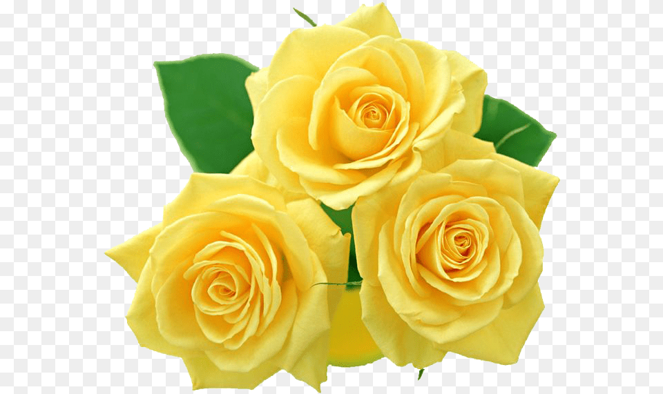 Yellow Rose Transparent, Flower, Plant, Flower Arrangement, Flower Bouquet Free Png Download