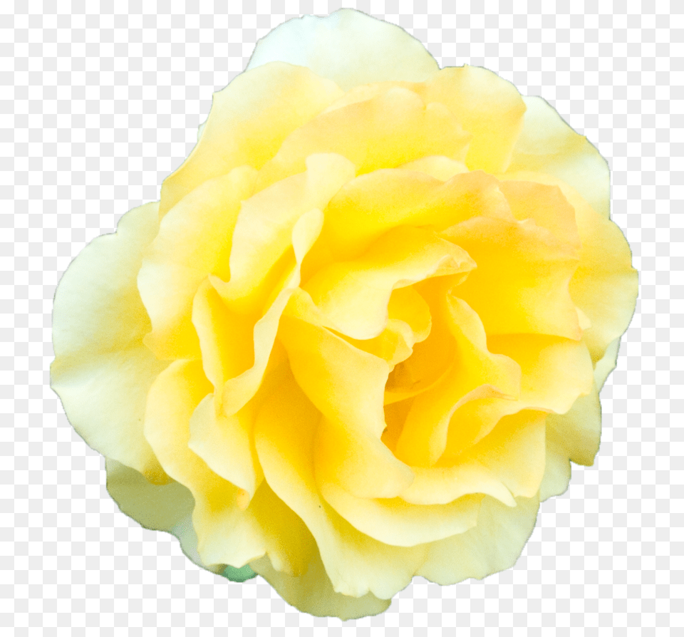 Yellow Rose Transparent Background, Flower, Petal, Plant, Carnation Png Image