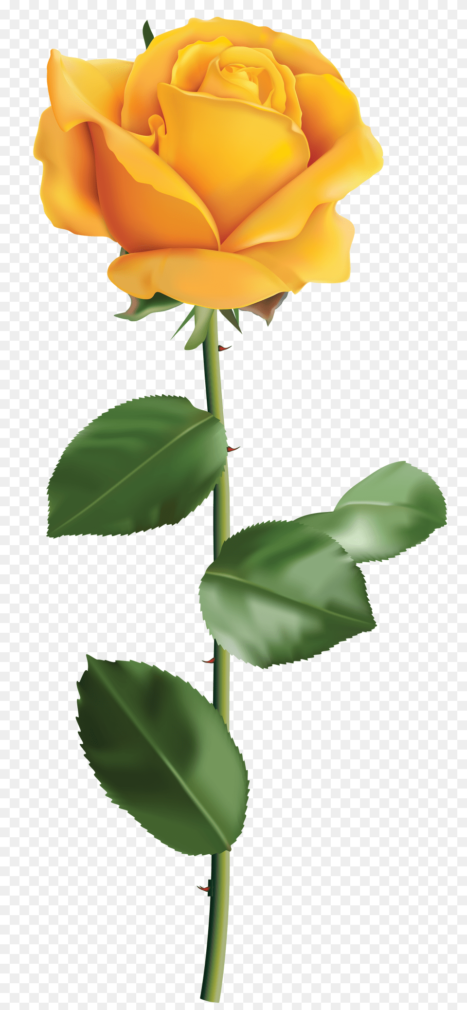 Yellow Rose Clip Art, Flower, Plant, Person Free Transparent Png