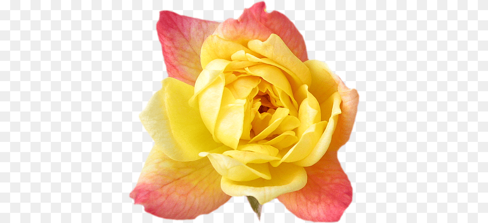 Yellow Rose Transparent Isolated Yellow Pink Roses Transparent, Flower, Petal, Plant Png Image