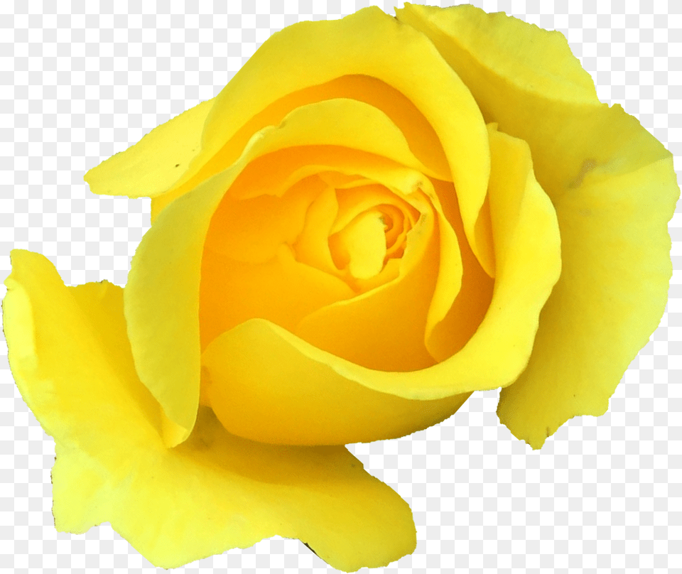 Yellow Rose Onlygfxcom Yellow Rose Background, Flower, Plant, Petal Free Transparent Png