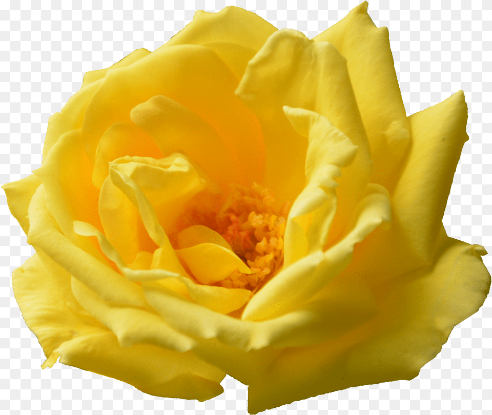 Yellow Rose Transparent Transparent Flower Images Yellow, Petal, Plant, Pollen Png