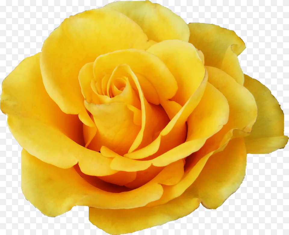 Yellow Rose Yellow Rose Flower, Plant, Petal Free Transparent Png