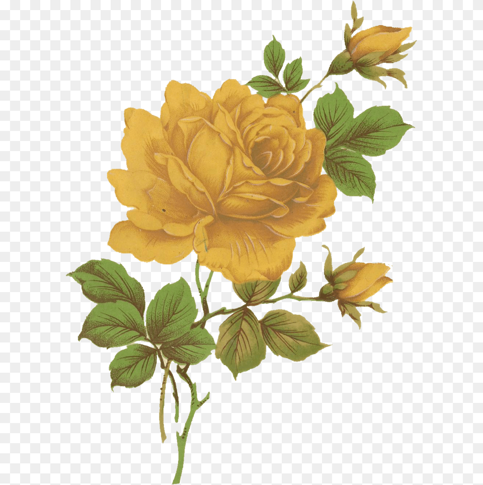 Yellow Roseflowerfreepngtransparentimagesfreedownload Aesthetic Yellow Flower, Plant, Rose, Leaf, Petal Png Image