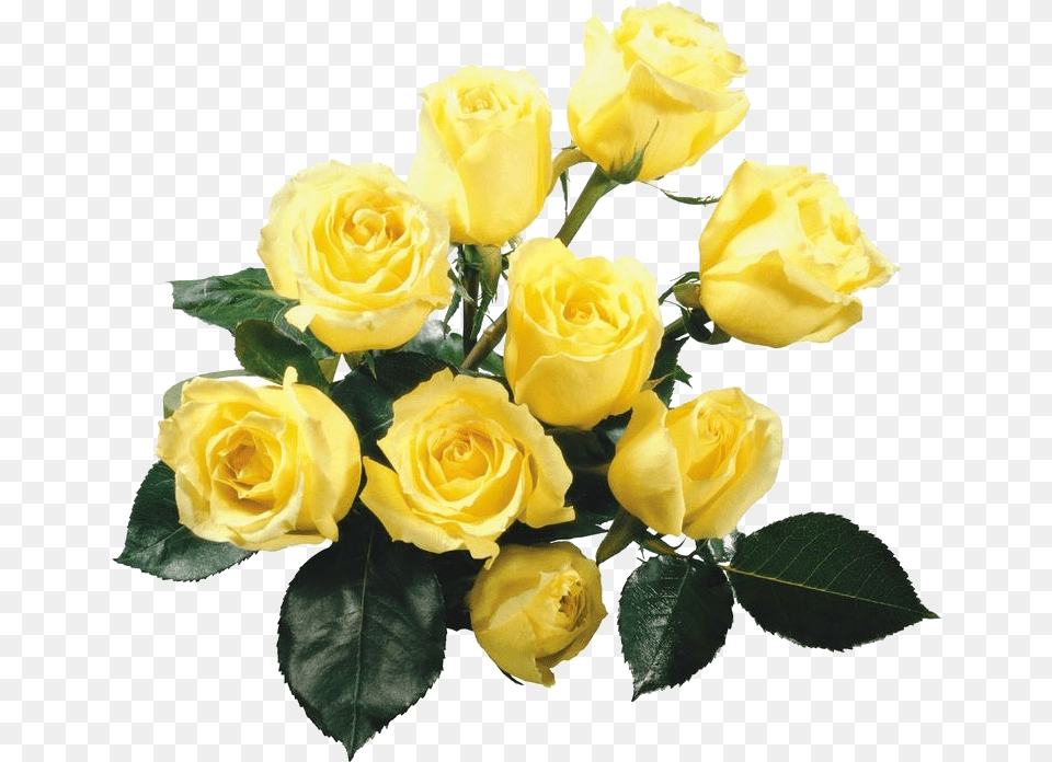 Yellow Roses Background Background Yellow Roses Clip Art, Flower, Flower Arrangement, Plant, Rose Png Image