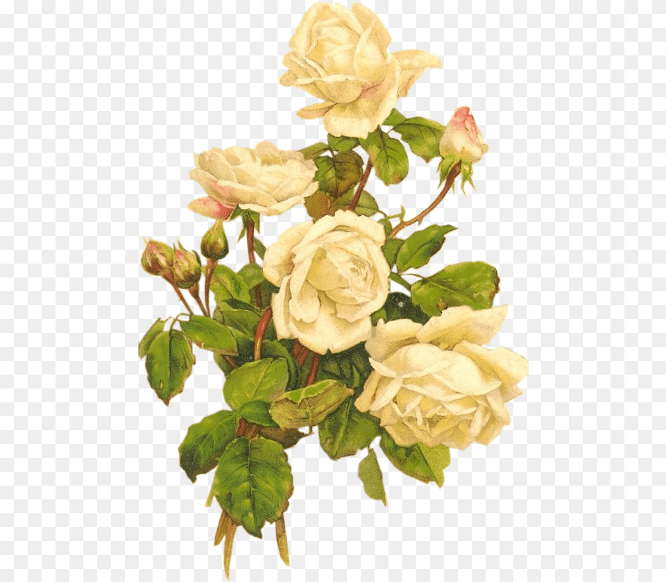 Yellow Roses Bumbdalebee Vintage White Rose, Flower, Flower Arrangement, Plant, Leaf Png