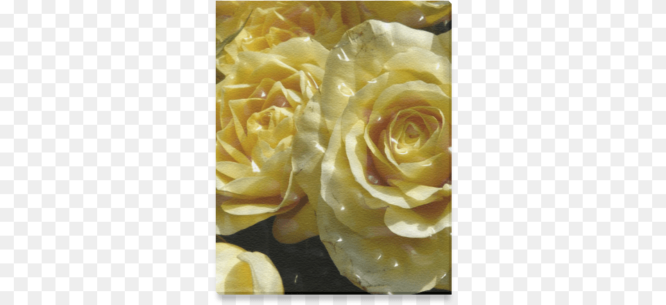 Yellow Roses Canvas Print 8 X10 Floribunda, Flower, Plant, Rose, Petal Free Transparent Png