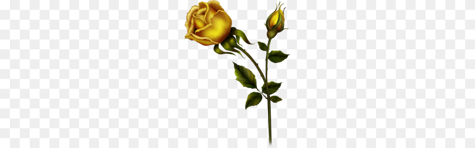 Yellow Roses Clip Art Yellow Rose With Bud Clipart Kedvenceim, Flower, Plant, Sprout Png