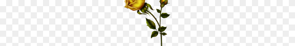 Yellow Roses Clip Art Yellow Rose With Bud Clipart Kedvenceim, Flower, Plant, Graphics, Petal Png Image