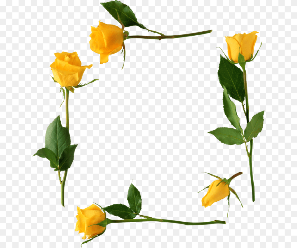 Yellow Roses Frame, Flower, Plant, Rose, Leaf Png