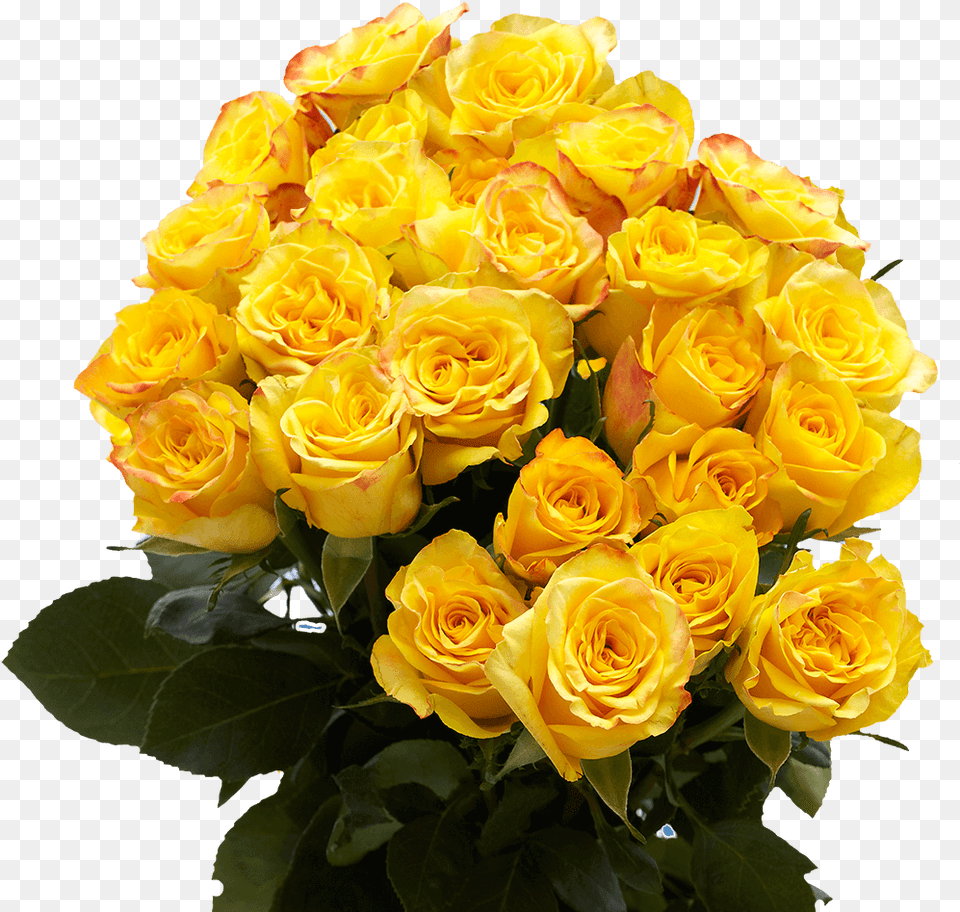 Yellow Roses Fresh Flower Bouquets, Flower Arrangement, Flower Bouquet, Plant, Rose Free Png Download