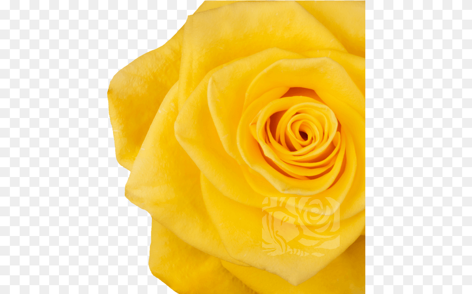 Yellow Roses Garden Roses, Flower, Petal, Plant, Rose Png Image