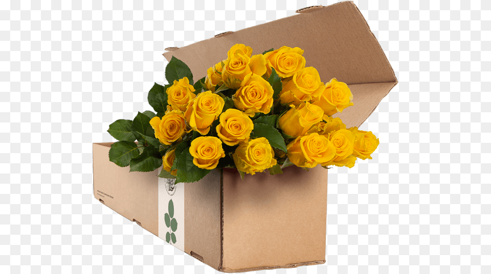 Yellow Roses Garden Roses, Flower, Flower Arrangement, Flower Bouquet, Plant Png Image