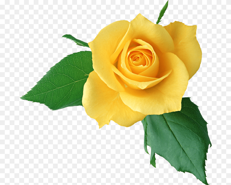 Yellow Roses Happy Mother39s Day 2017, Flower, Plant, Rose, Petal Free Png