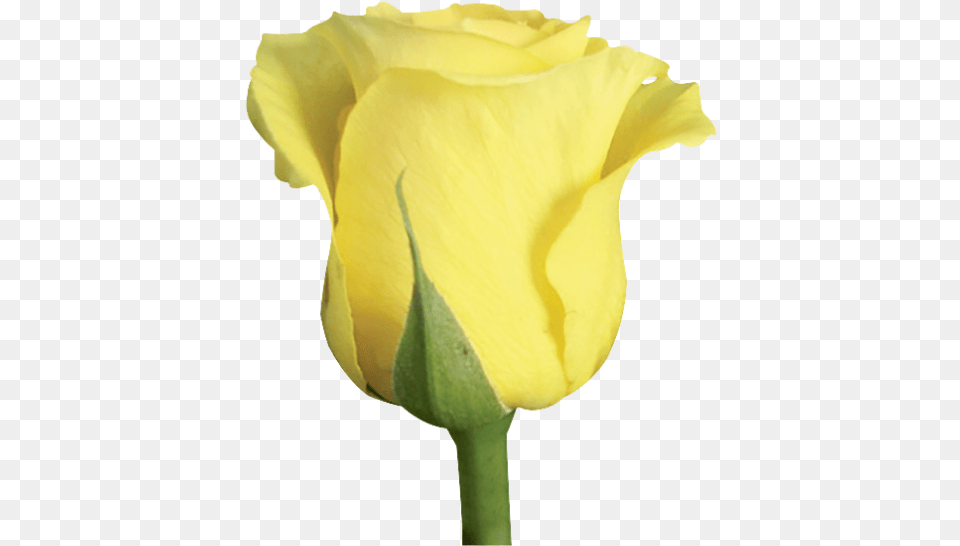 Yellow Roses Rose, Flower, Plant, Bud, Petal Free Transparent Png