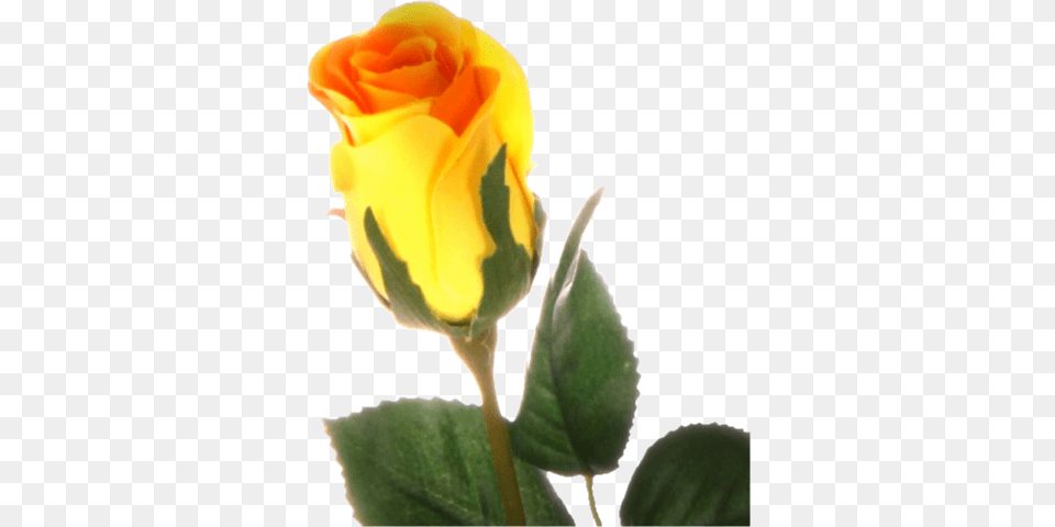 Yellow Roses Rose Jaune, Bud, Flower, Plant, Sprout Png