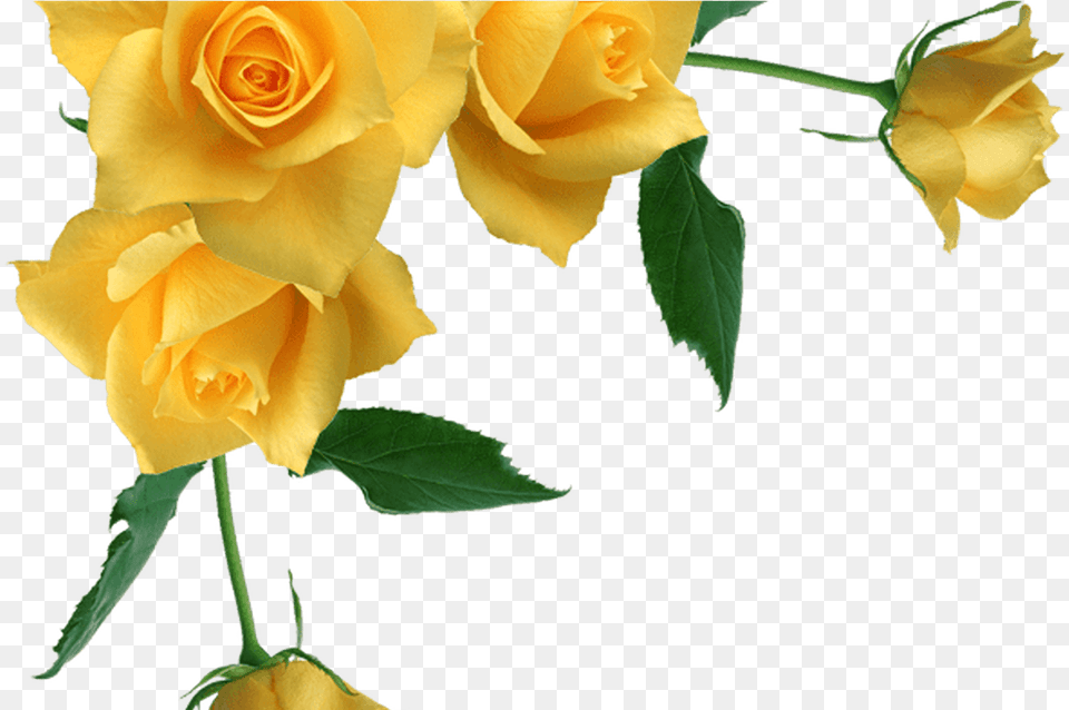Yellow Roses Transparent Background, Flower, Plant, Rose, Petal Png