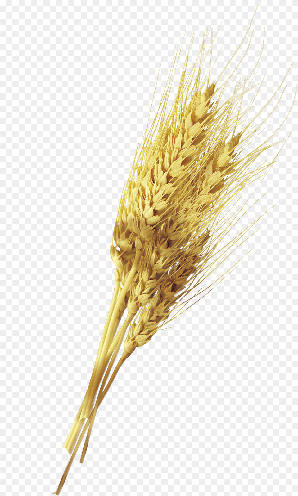 Yellow Rust Wheat, Food, Grain, Plant, Produce Free Png Download