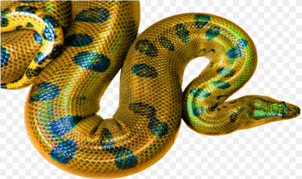 Yellow Snake Clipart High Yellow Boa Constrictor, Anaconda, Animal, Reptile Free Png